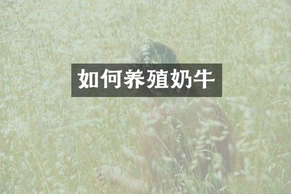 如何养殖奶牛