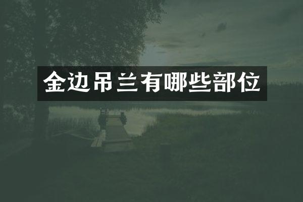 金边吊兰有哪些部位
