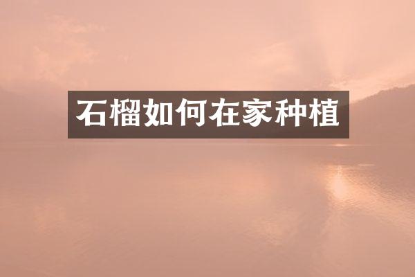 石榴如何在家种植