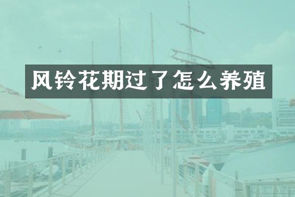 风铃花期过了怎么养殖