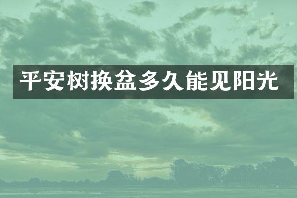 平安树换盆多久能见阳光