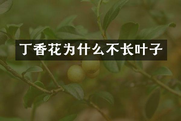 丁香花为什么不长叶子
