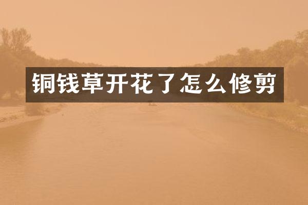 铜钱草开花了怎么修剪