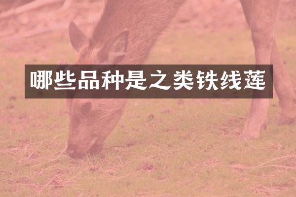 哪些品种是之类铁线莲