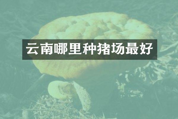 云南哪里种猪场最好