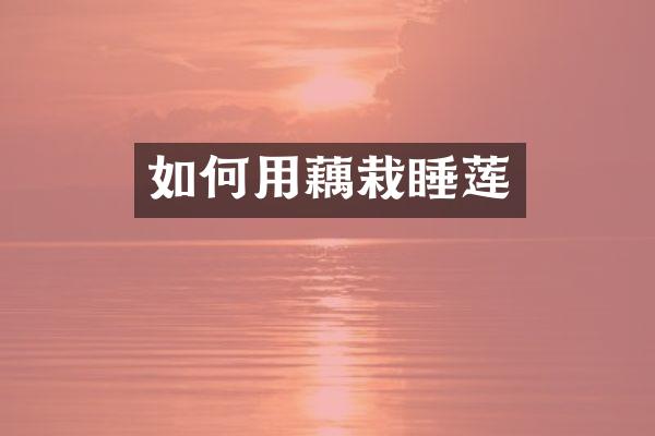 如何用藕栽睡莲