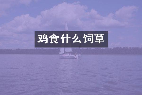 鸡食什么饲草