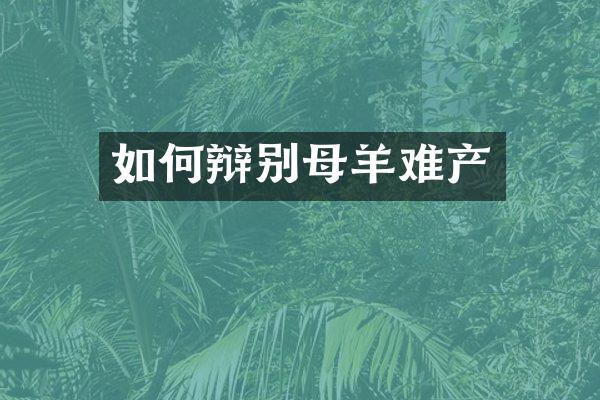 如何辩别母羊难产
