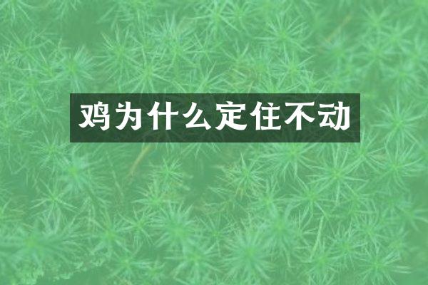 鸡为什么定住不动