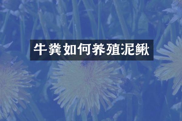 牛粪如何养殖泥鳅