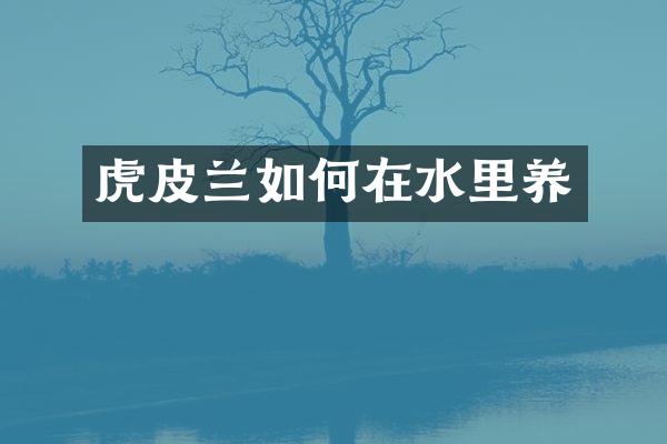 虎皮兰如何在水里养