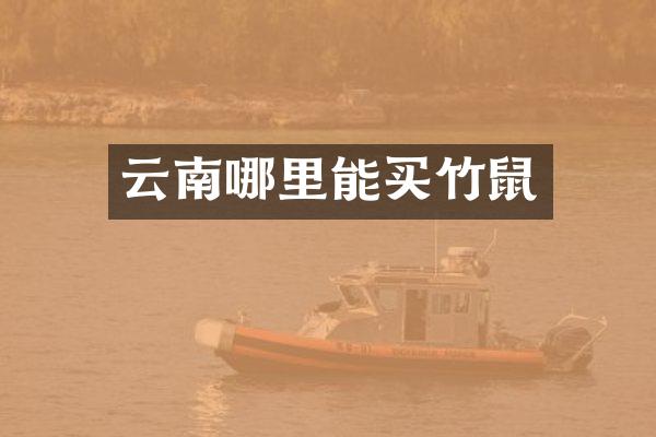 云南哪里能买竹鼠