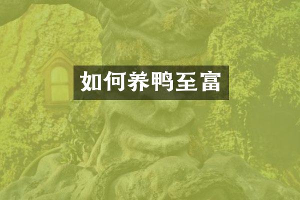 如何养鸭至富