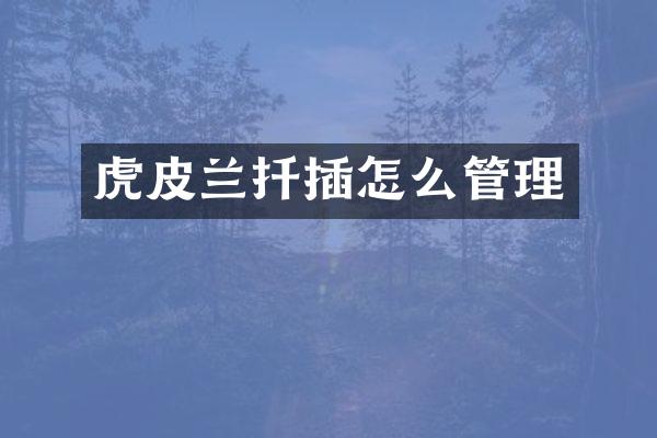 虎皮兰扦插怎么管理
