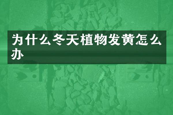 为什么冬天植物发黄怎么办