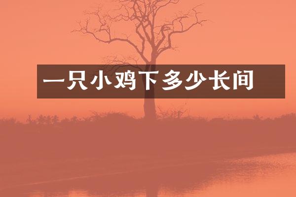 一只小鸡下疍多少长间
