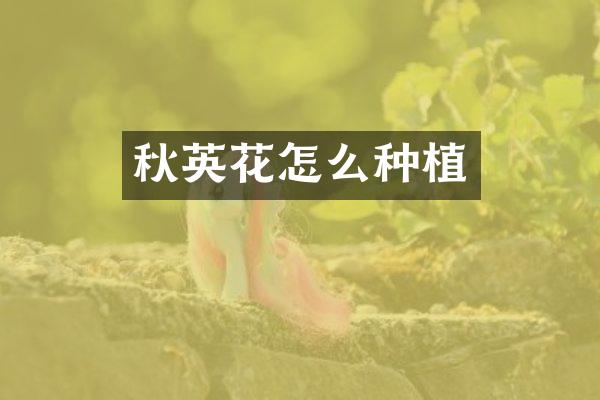 秋英花怎么种植