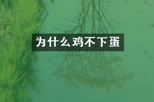 为什么鸡不下蛋
