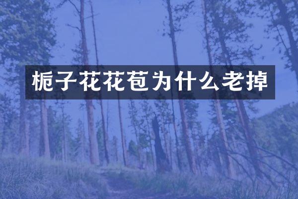 栀子花花苞为什么老掉