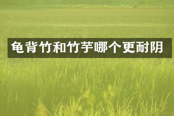龟背竹和竹芋哪个更耐阴