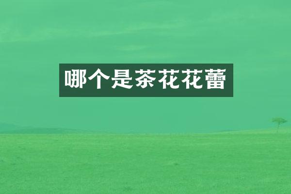 哪个是茶花花蕾