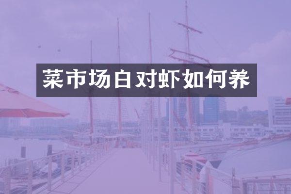 菜市场白对虾如何养