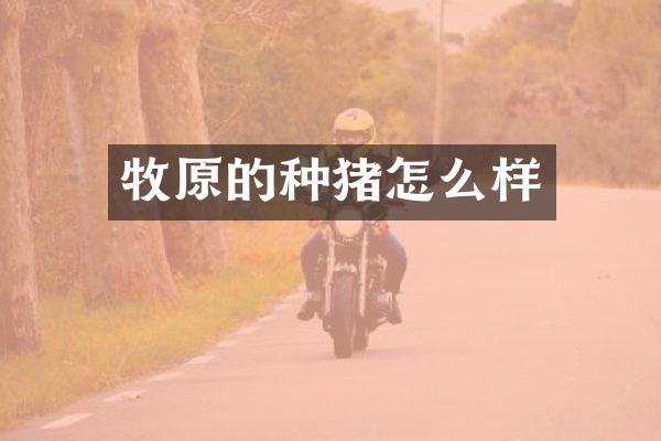 牧原的种猪怎么样