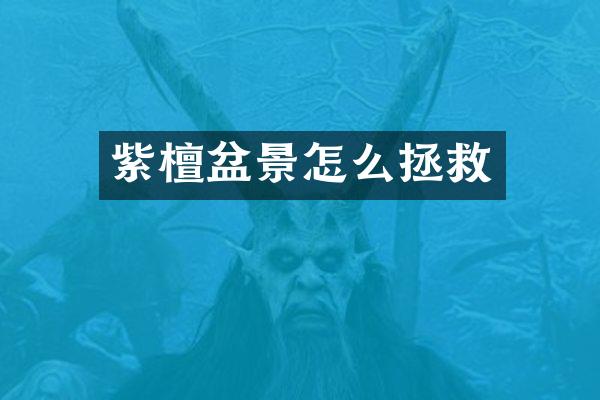 紫檀盆景怎么拯救