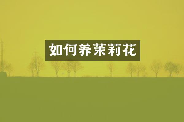 如何养茉莉花