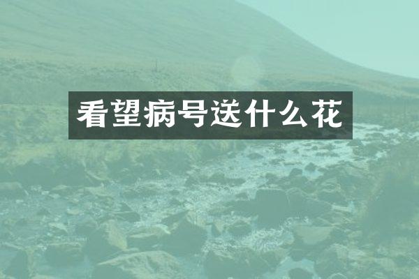 看望病号送什么花