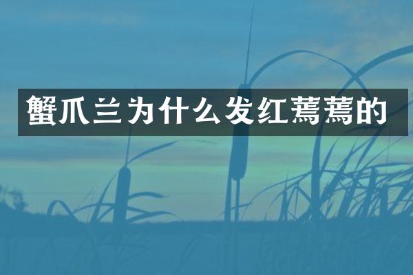 蟹爪兰为什么发红蔫蔫的