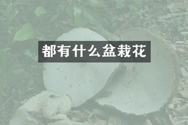 都有什么盆栽花