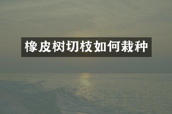 橡皮树切枝如何栽种