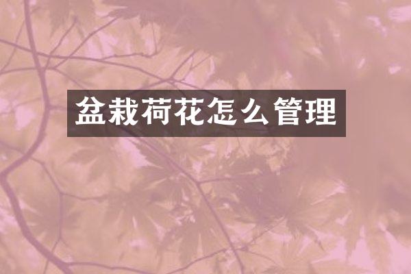 盆栽荷花怎么管理