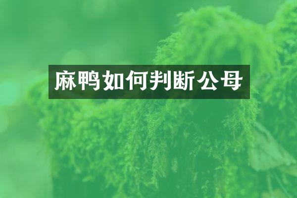 麻鸭如何判断公母