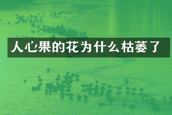 人心果的花为什么枯萎了