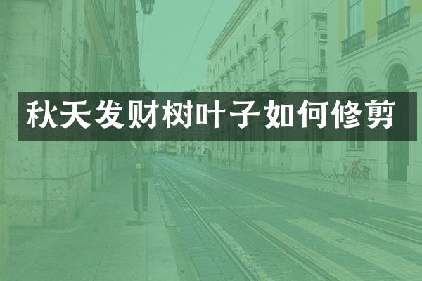 秋天发财树叶子如何修剪