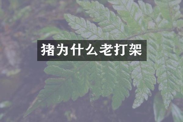 猪为什么老打架