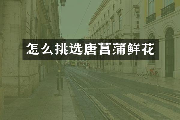 怎么挑选唐菖蒲鲜花