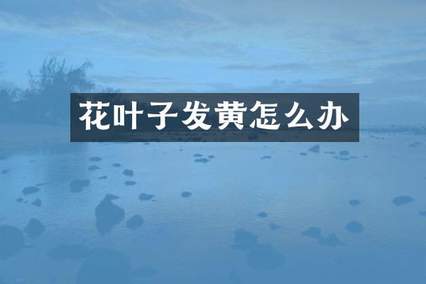 花叶子发黄怎么办