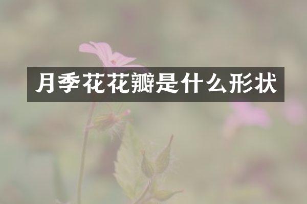 月季花花瓣是什么形状