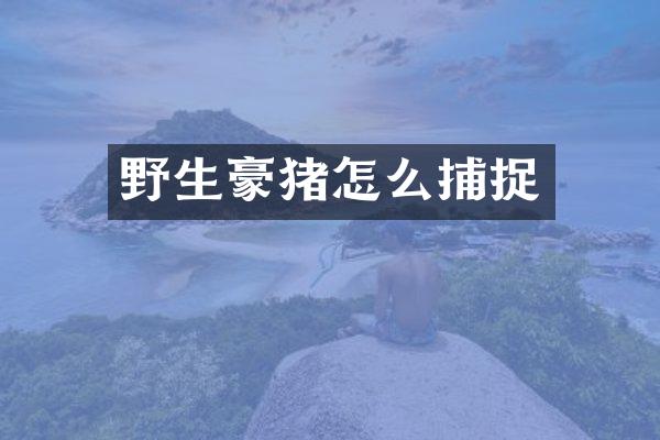 野生豪猪怎么捕捉