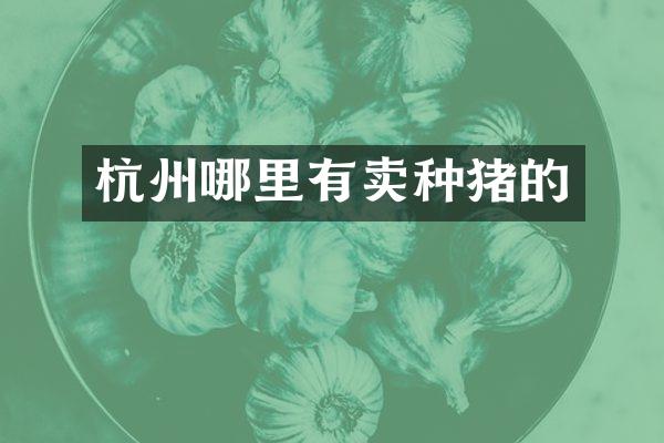 杭州哪里有卖种猪的