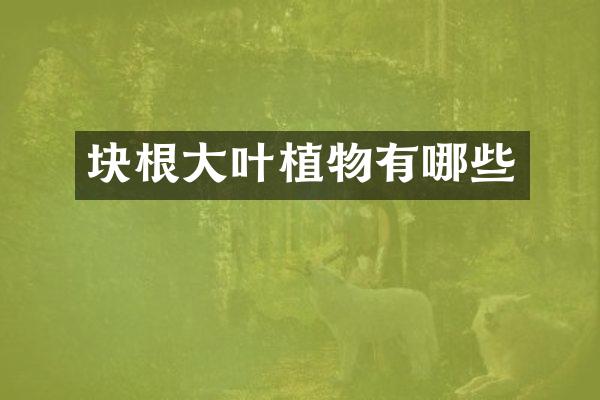 块根大叶植物有哪些
