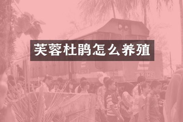 芙蓉杜鹃怎么养殖