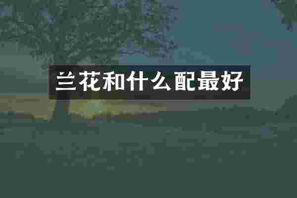 兰花和什么配最好