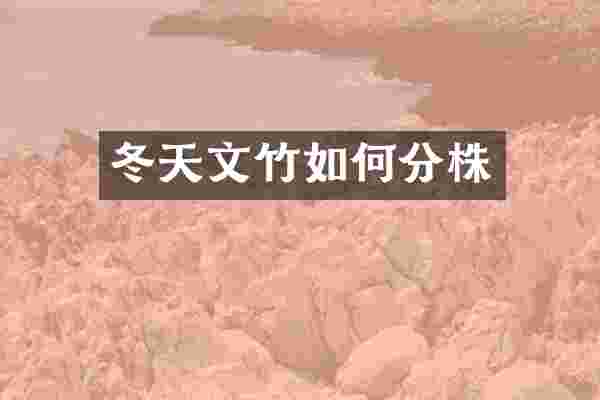冬天文竹如何分株
