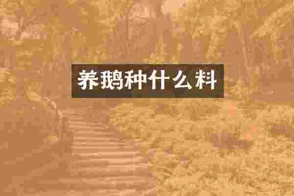 养鹅种什么料