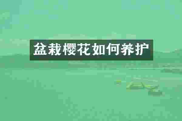 盆栽樱花如何养护