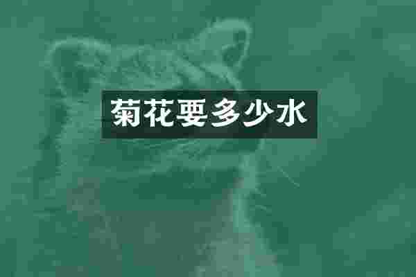 菊花要多少水